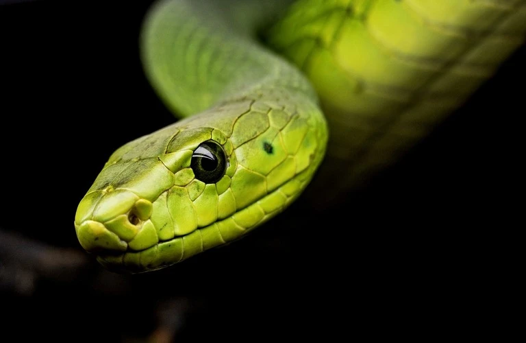 ペット霊園で大切な爬虫類を送り出す心地よさを